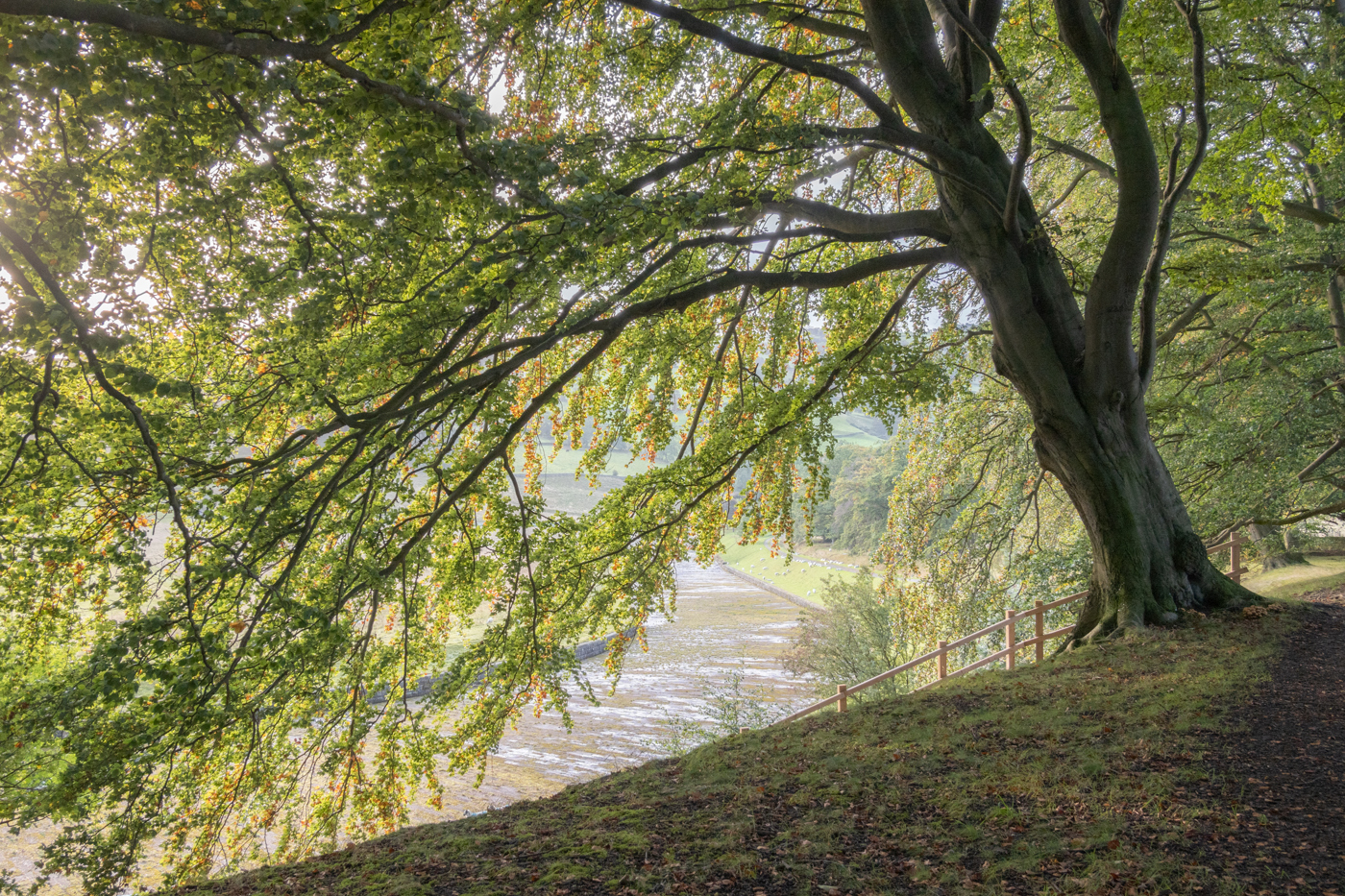  a large tree in a park