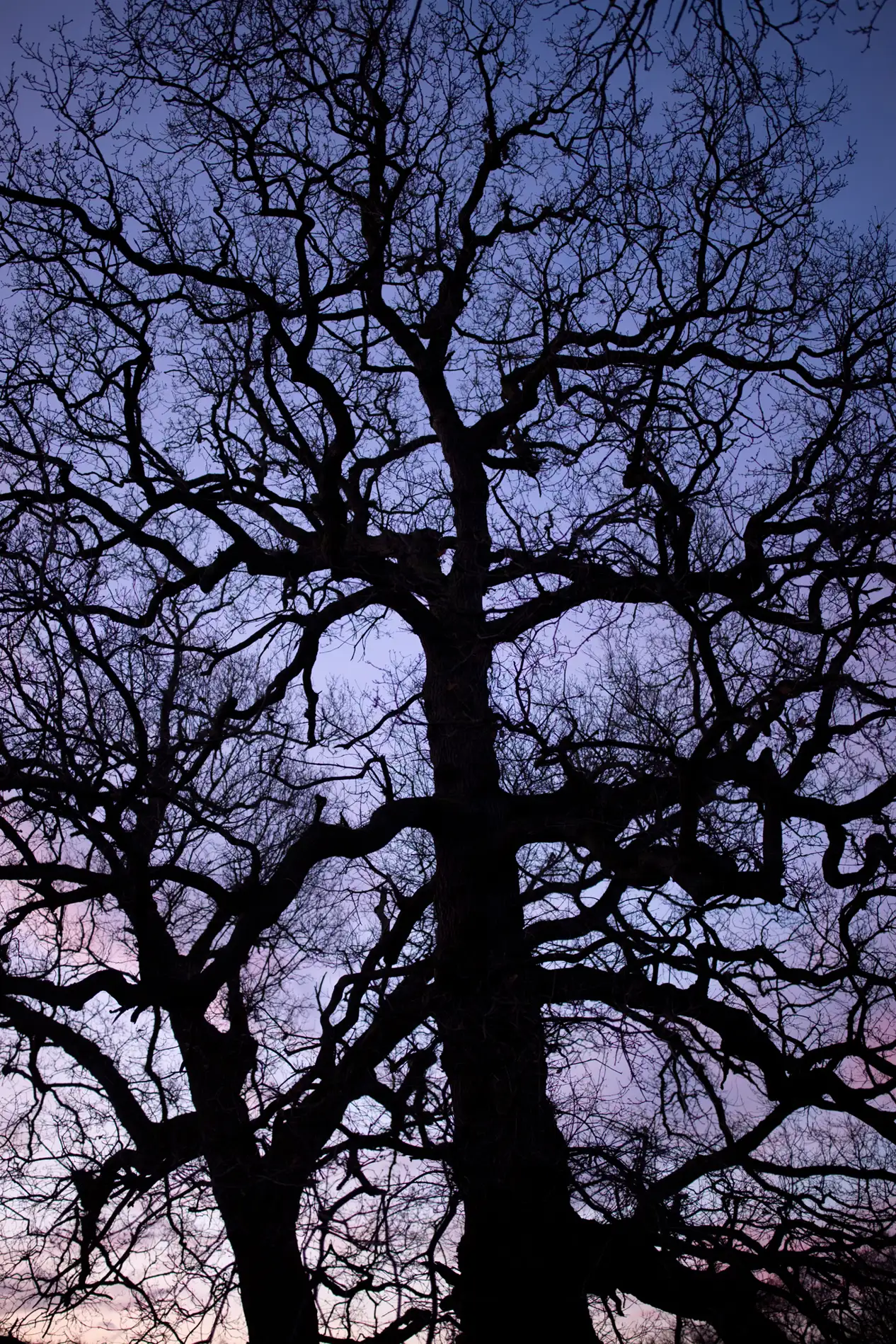 Bare oak tree silhouetted against a purple and pink twilight sky in winter woodland