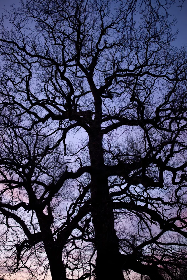 Bare oak tree silhouetted against a purple and pink twilight sky in winter woodland