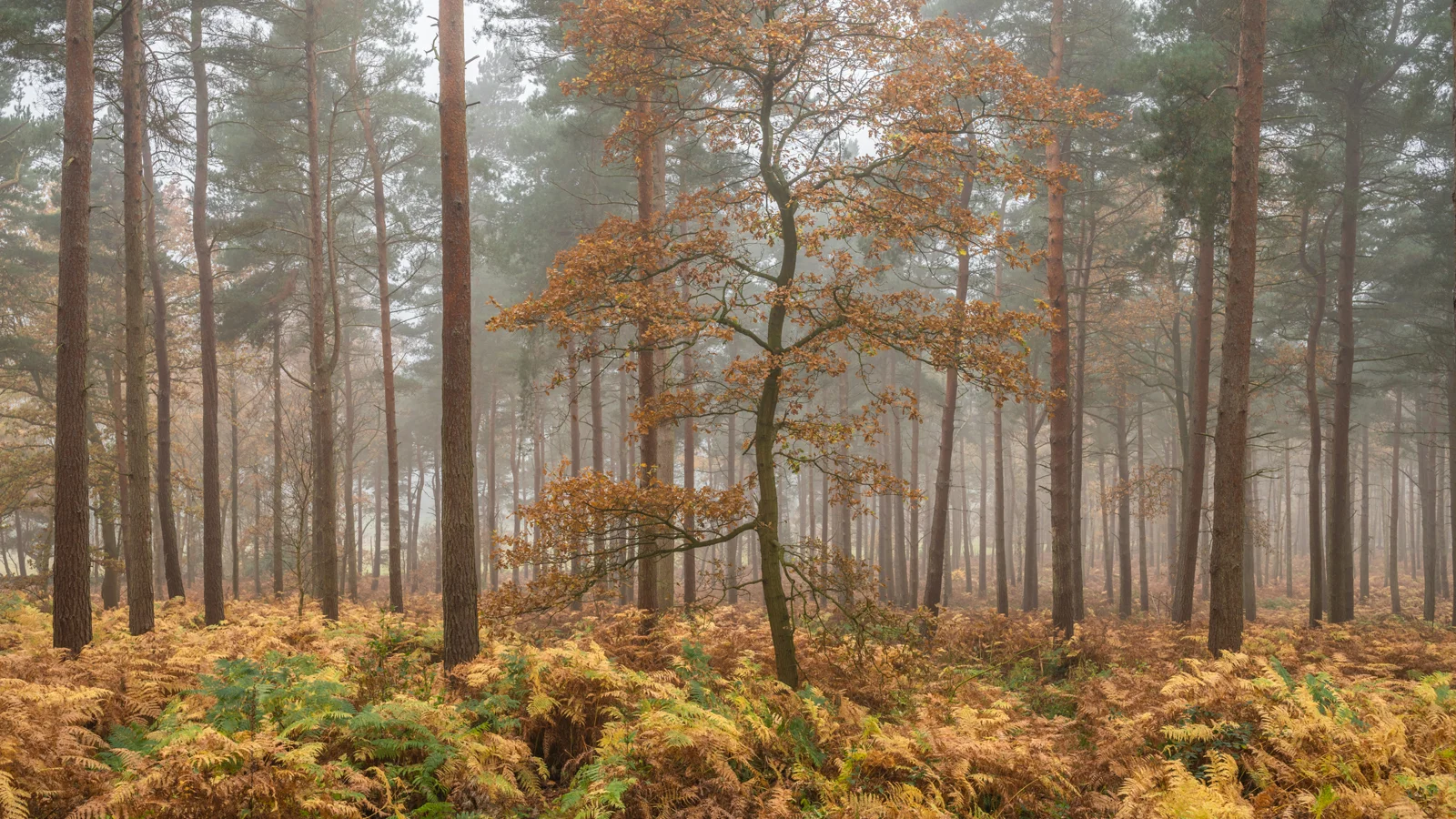 Lone oak with copper leaves among misty pine woodland above golden bracken in autumn
