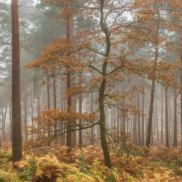 Follifoot Ridge Rain