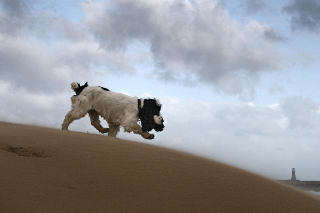 Lyra running along a Newcastle beach