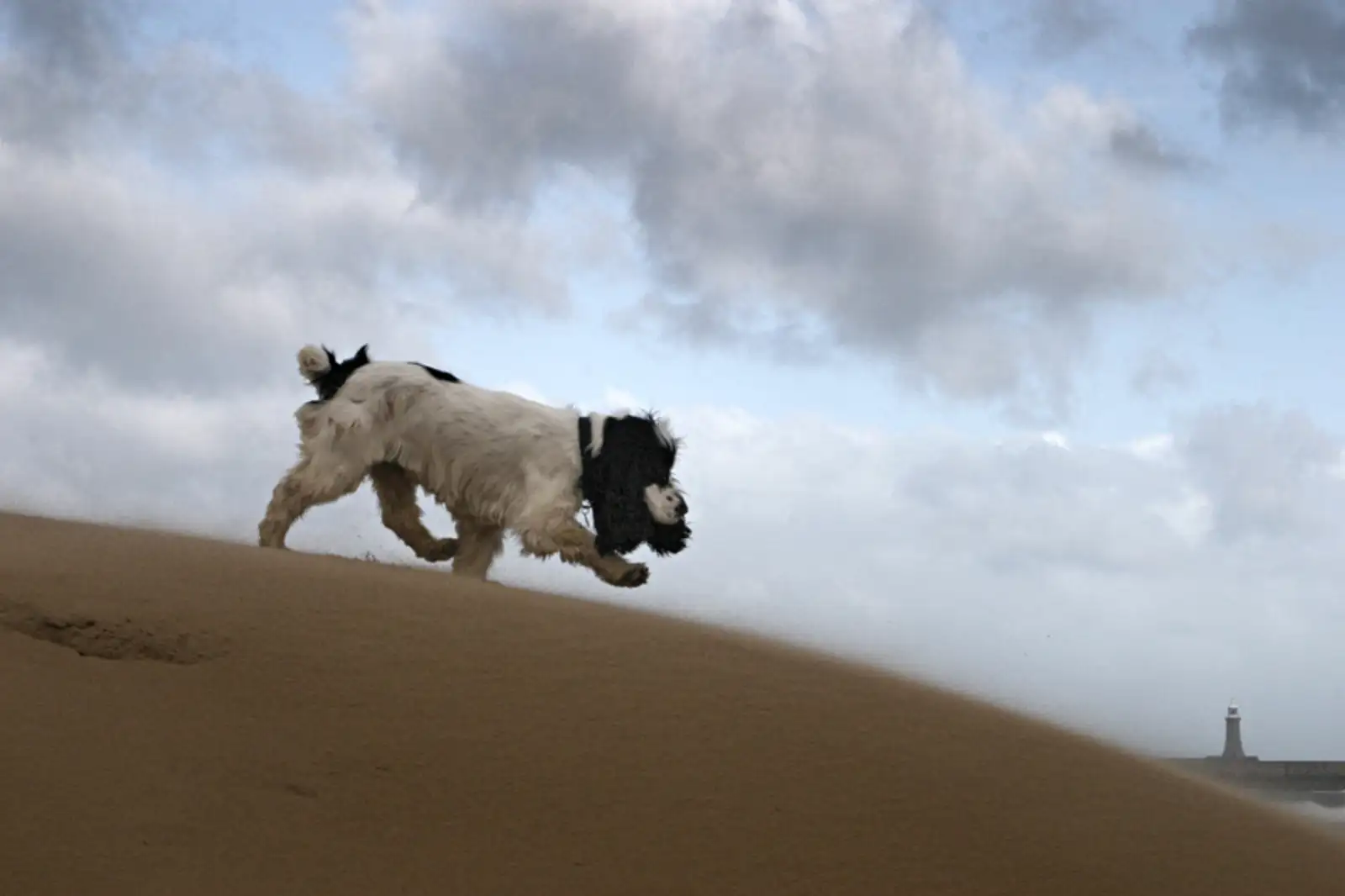 Lyra running along a Newcastle beach