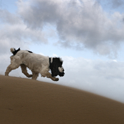 Lyra running along a Newcastle beach: Lyra running along a Newcastle beach
