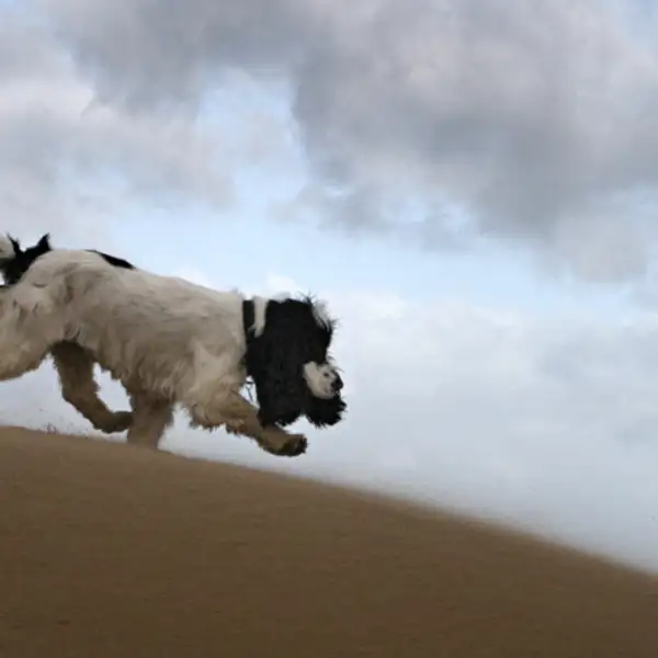 Lyra running along a Newcastle beach