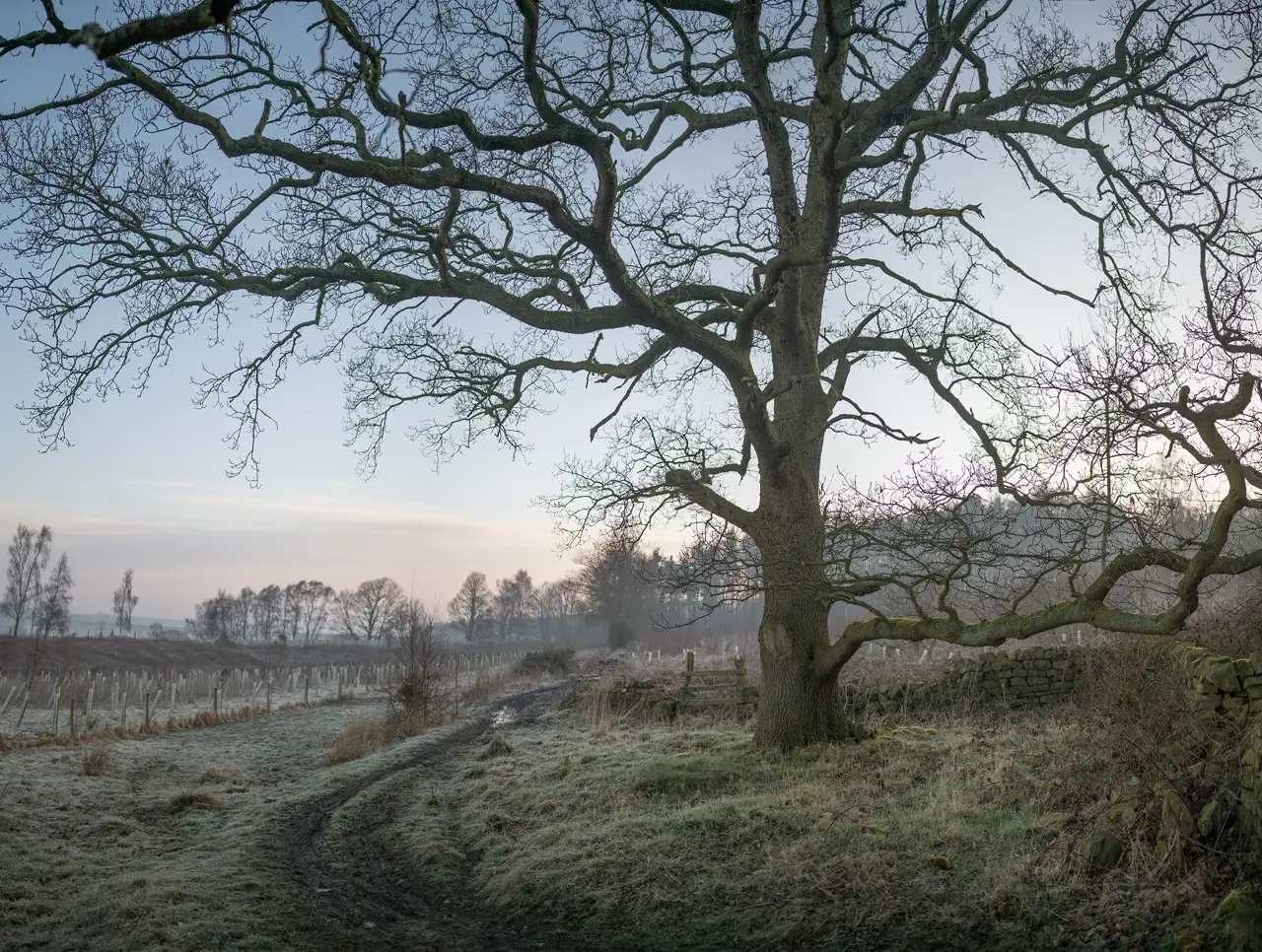 A leafless, sprawling tree stands in a frosty, rural landscape. The branches stretch across a pale, early morning sky. A muddy path curves through the grassy, frost-covered field, leading towards a distant line of bare trees. A dry stone wall runs alongside the path, adding a rustic touch to the tranquil scene.
