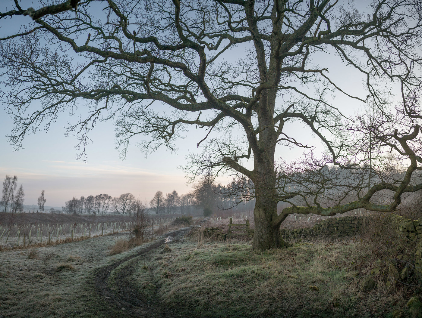  a large tree in a field