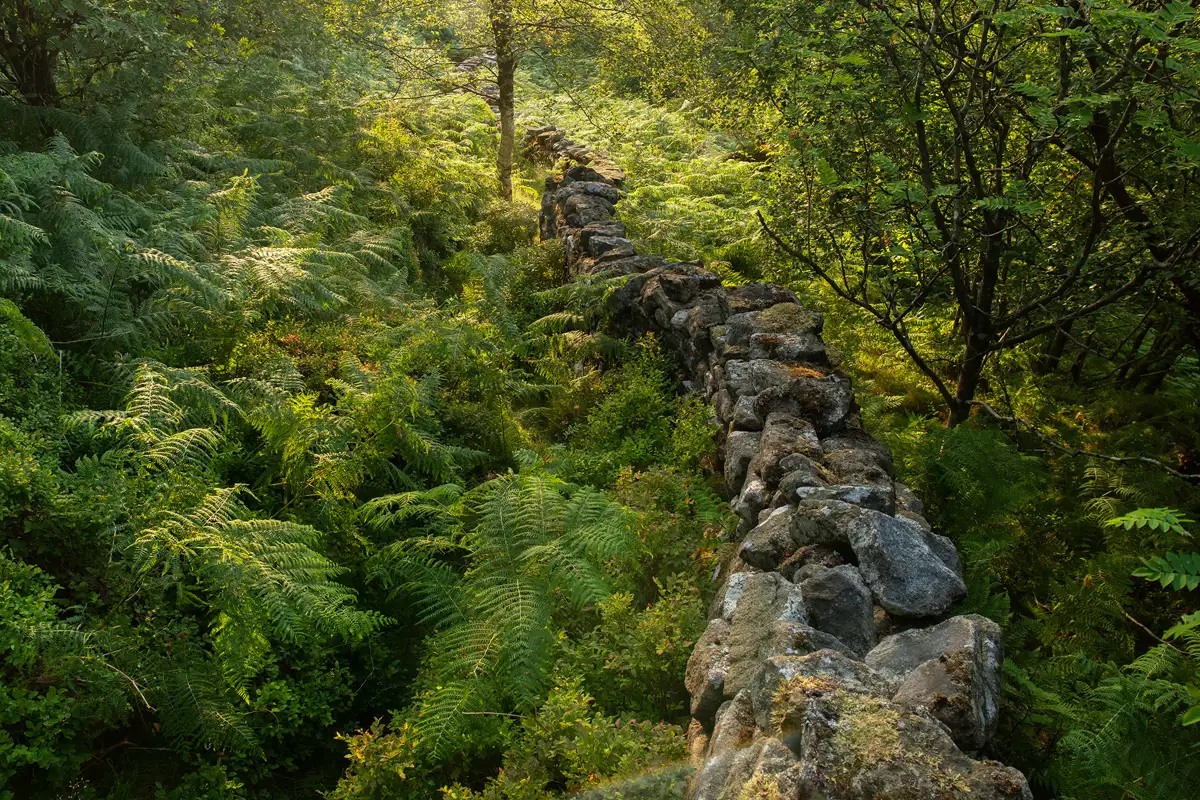 A moss-covered stone wall winds through dense greenery, surrounded by lush ferns and trees. Sunlight filters through the foliage, casting dappled light over the scene. The wall creates a natural divide in the verdant landscape.