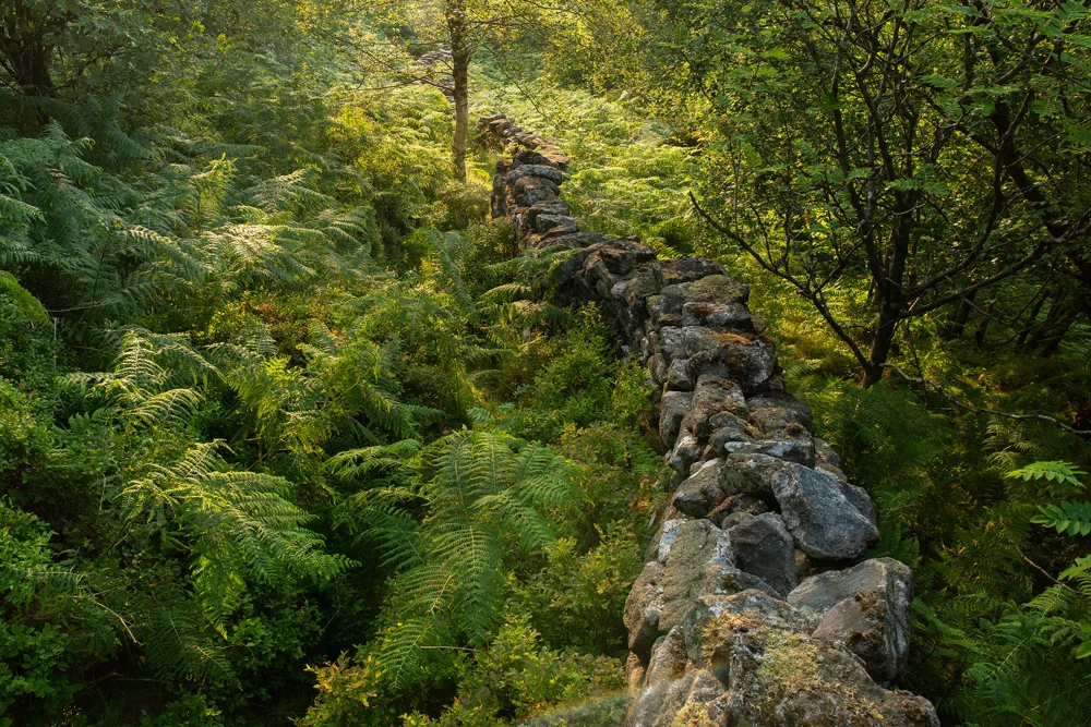 Moss-covered dry stone wall winding through dense green ferns in dappled woodland sunlight