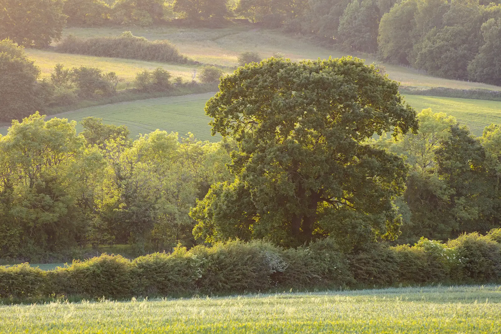 Sunlit rural landscape with a large tree in the foreground, surrounded by lush green fields and dense hedges. Soft light filters through the leaves, highlighting varying shades of green. Rolling hills and additional trees are visible in the distance under a clear sky.