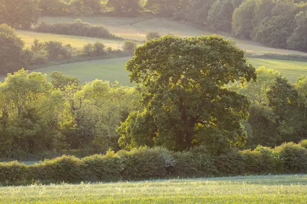Sunlit rural landscape with a large tree in the foreground, surrounded by lush green fields and dense hedges. Soft light filters through the leaves, highlighting varying shades of green. Rolling hills and additional trees are visible in the distance under a clear sky.