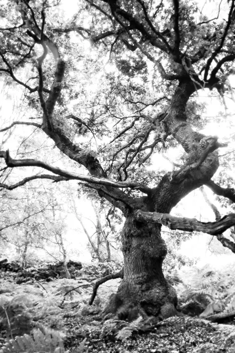 Old Oak Tree