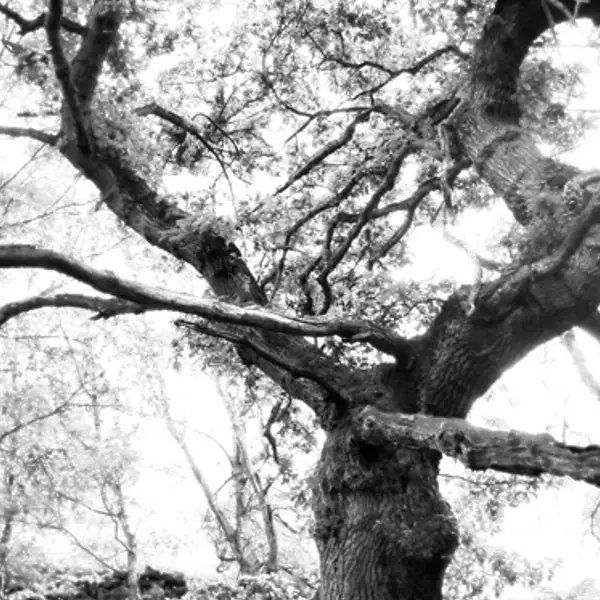 Old Oak Tree