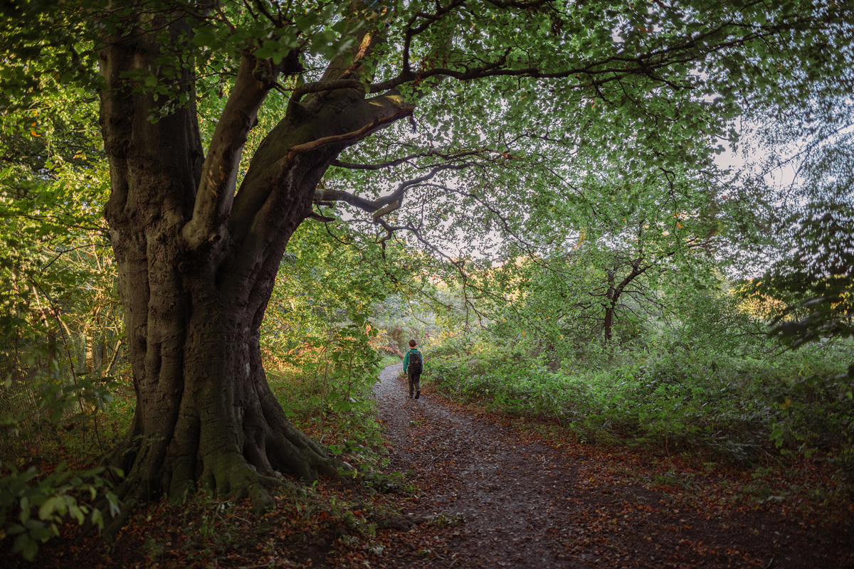  a person walking on a path in a forest