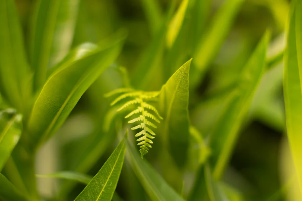 Single bright green fern frond emerging among slender leaves in soft woodland light