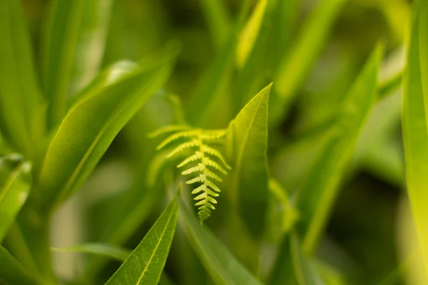 Single bright green fern frond emerging among slender leaves in soft woodland light