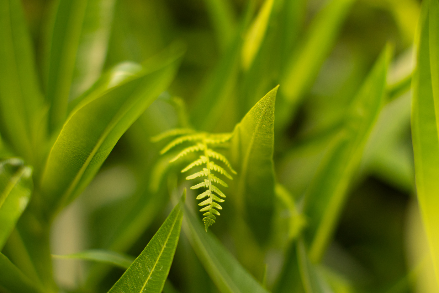  a close up of a green plant