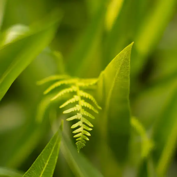 Portugal Flora