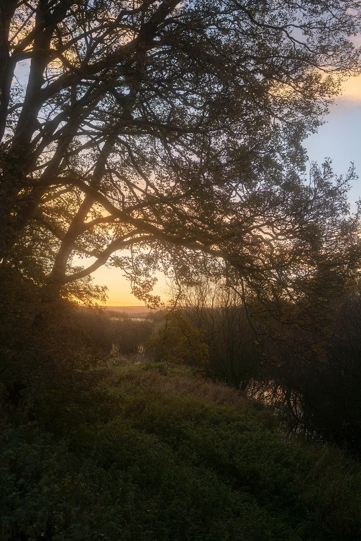 Oak tree silhouetted against a golden sunset over woodland and a distant lake in autumn.