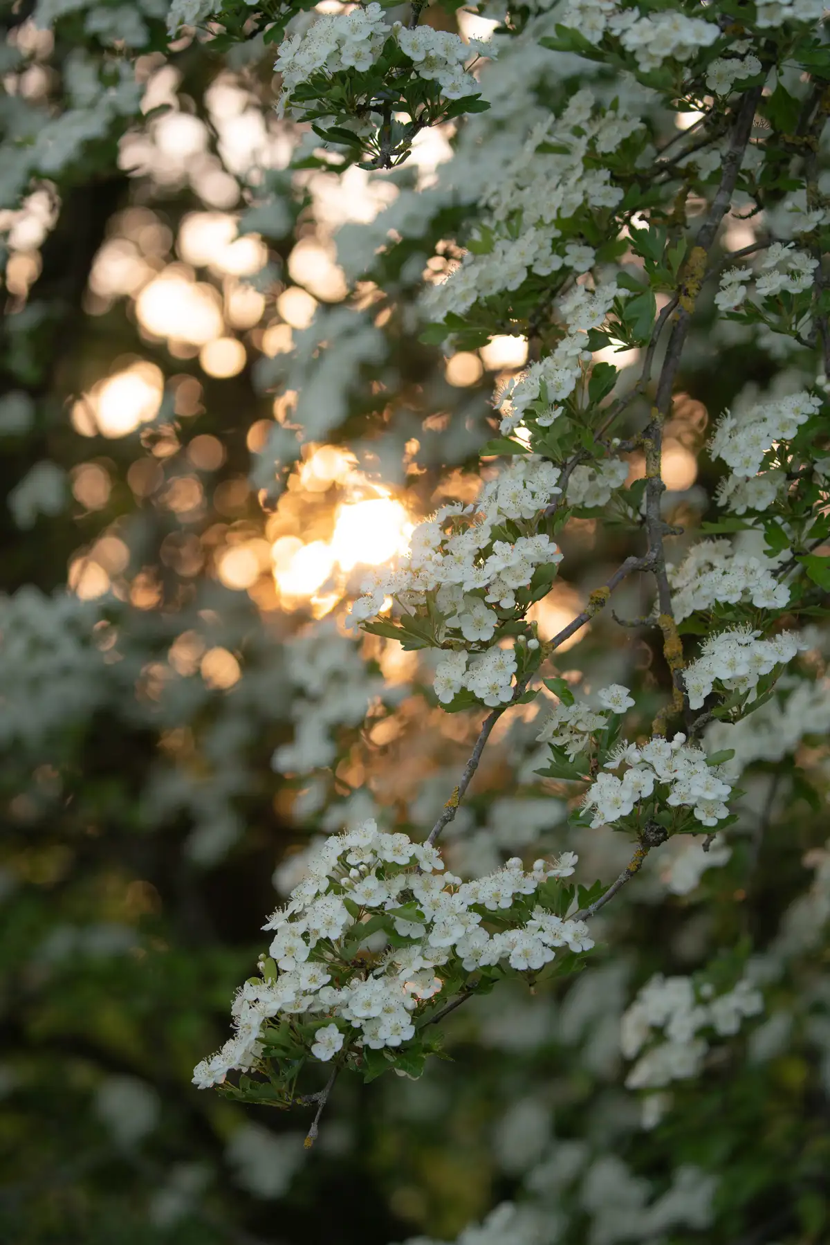 Branches adorned with clusters of white blossoms are in the foreground, set against a backdrop of soft, warm sunlight filtering through the trees, creating a bokeh effect. The delicate flowers contrast with the vibrant green leaves.