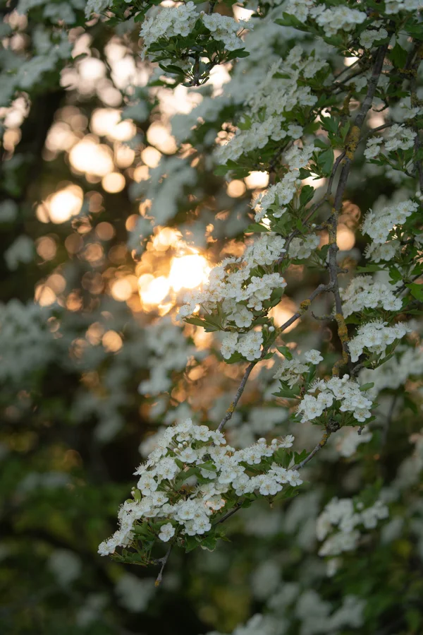 White hawthorn blossom on a hedgerow branch backlit by a golden setting sun in spring.