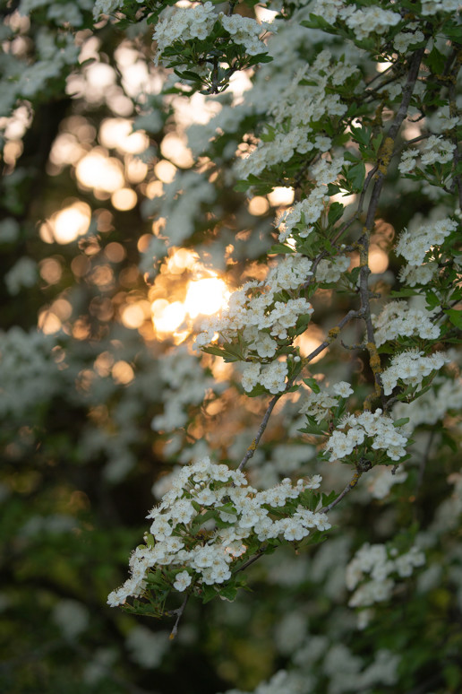  a close up of a flower