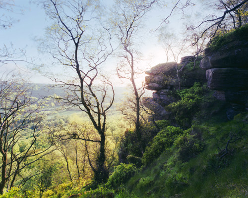 A Journey Through Ancient Woodland:  