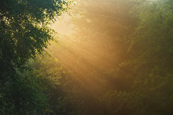 Golden sunbeams breaking through misty woodland canopy at dawn, lighting fresh green birch leaves