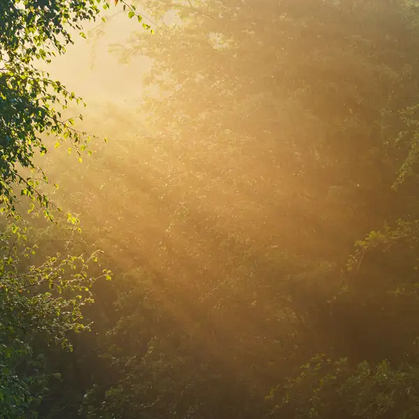 Fewston early morning mists
