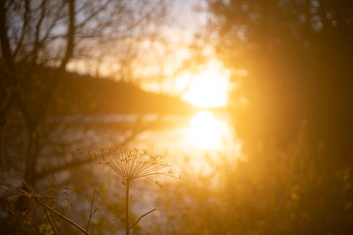 Dried hogweed seedhead silhouetted against a golden sunset reflected over a lakeside, with bare trees behind