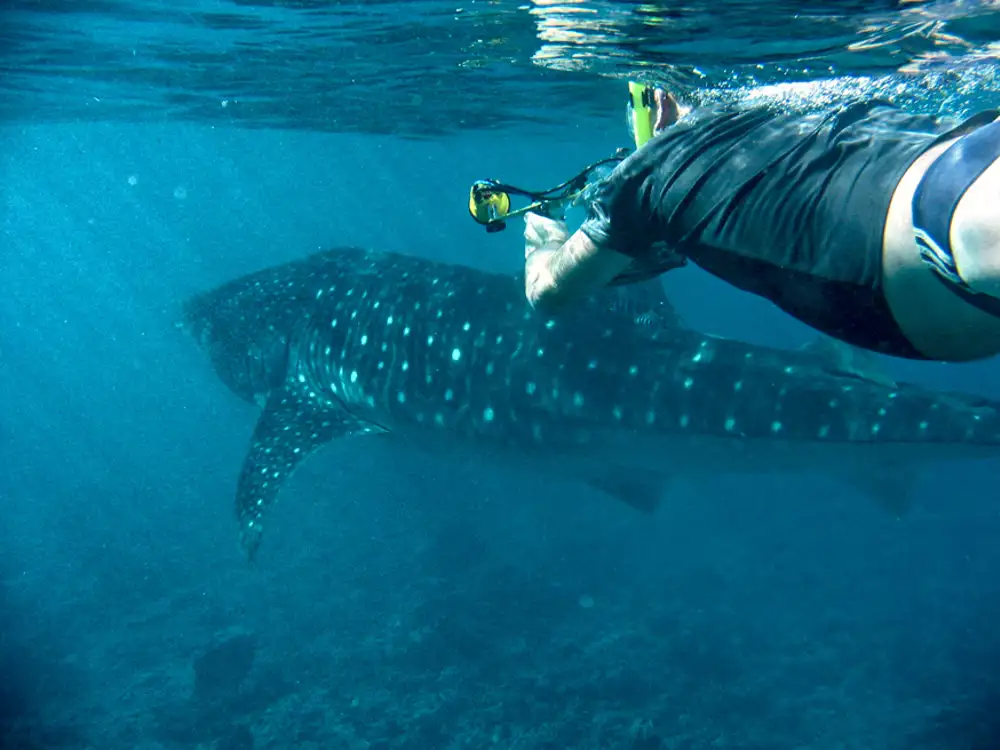 Whale Shark
