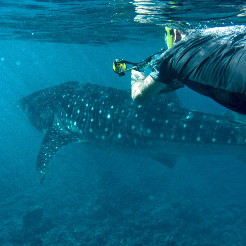 Whale Shark: Whale Shark