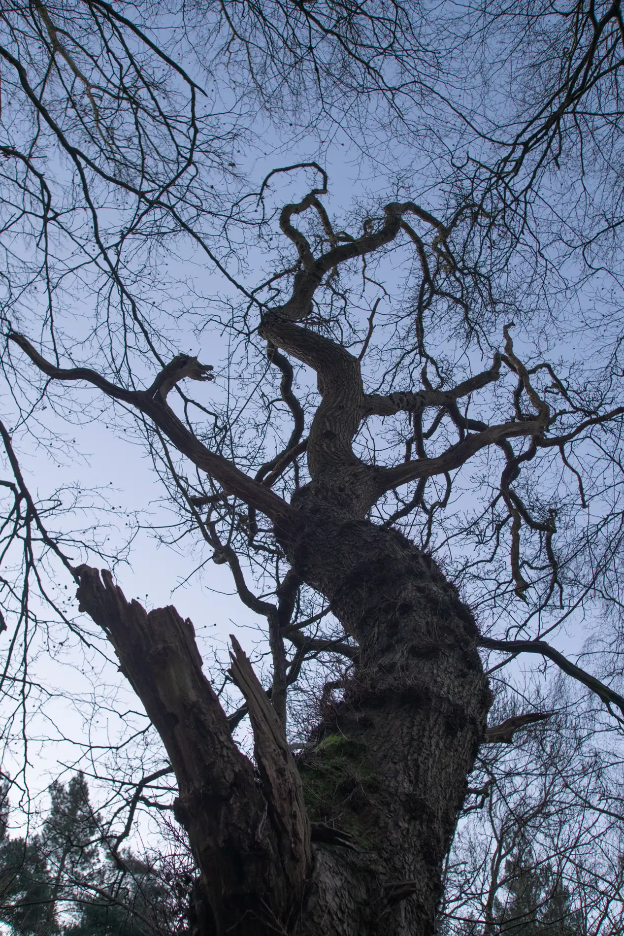 Gnarled bare tree with twisted branches and a broken trunk in winter woodland against a pale dusk sky