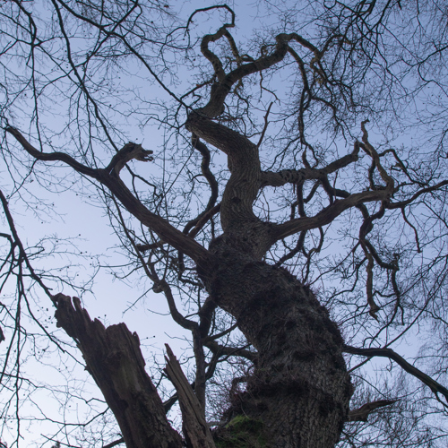 Woodland Oak Trees: 