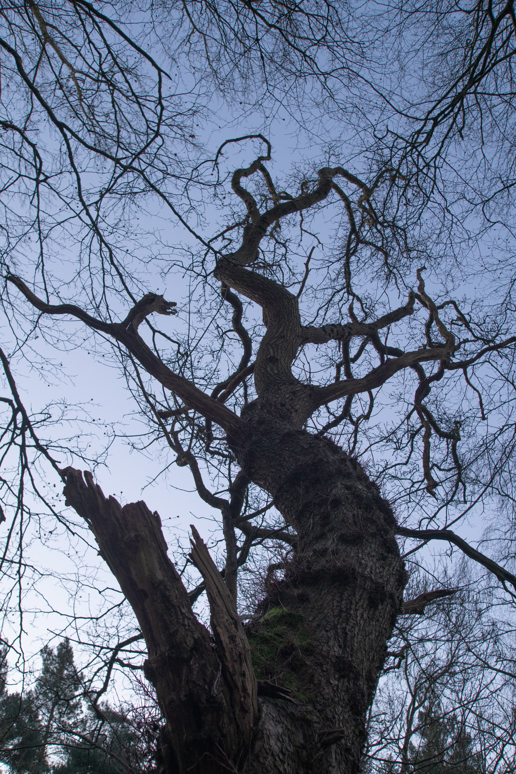  a large tree in a forest