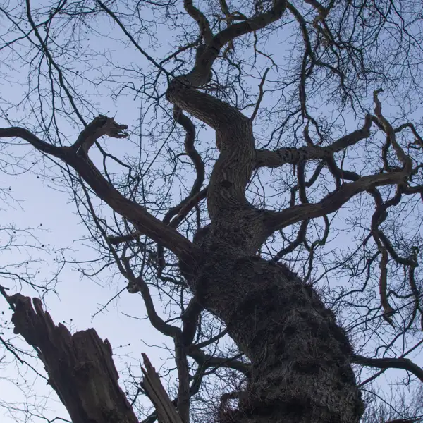 Woodland Oak Trees