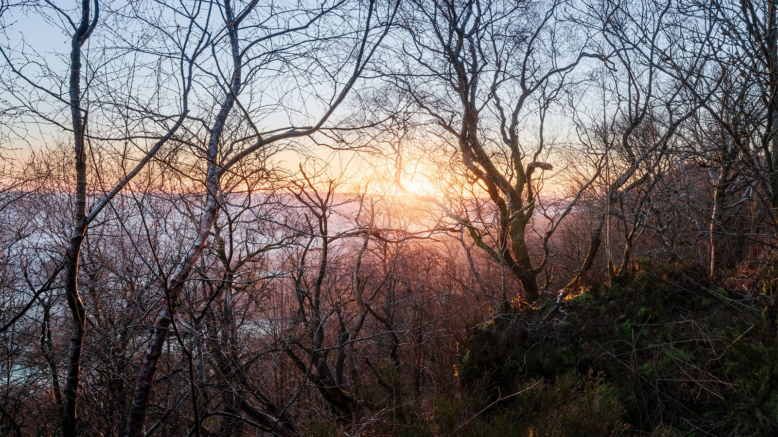 Bare trees silhouetted against a setting or rising sun, with warm orange and yellow hues spreading across the sky. The foreground features patches of green undergrowth, and the landscape stretches into the distance under a clear sky.
