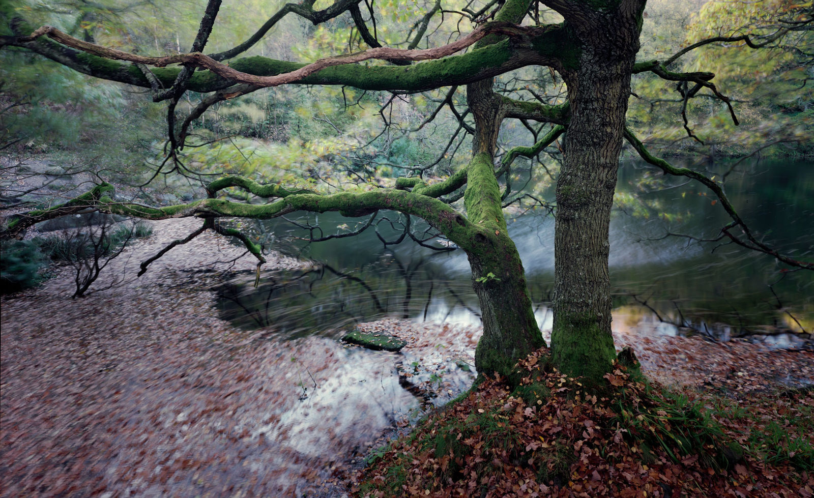 A tree with thick, twisting branches, covered in green moss, extends over a pond. The calm water reflects the branches and surrounding trees. The ground is littered with brown fallen leaves, indicating an autumn setting. The background is blurred, adding a sense of depth to the scene.