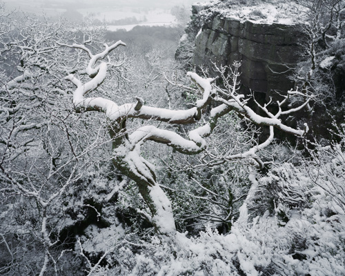 A Journey Through Ancient Woodland:  a tree with snow on the ground
