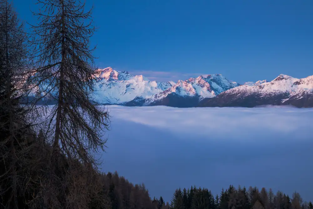 Snow-capped mountain range under a clear blue sky, with peaks tinged pink by sunlight. A layer of clouds lies below the mountains. In the foreground, tall, bare trees stand against the cloud cover, with additional trees visible at the bottom.