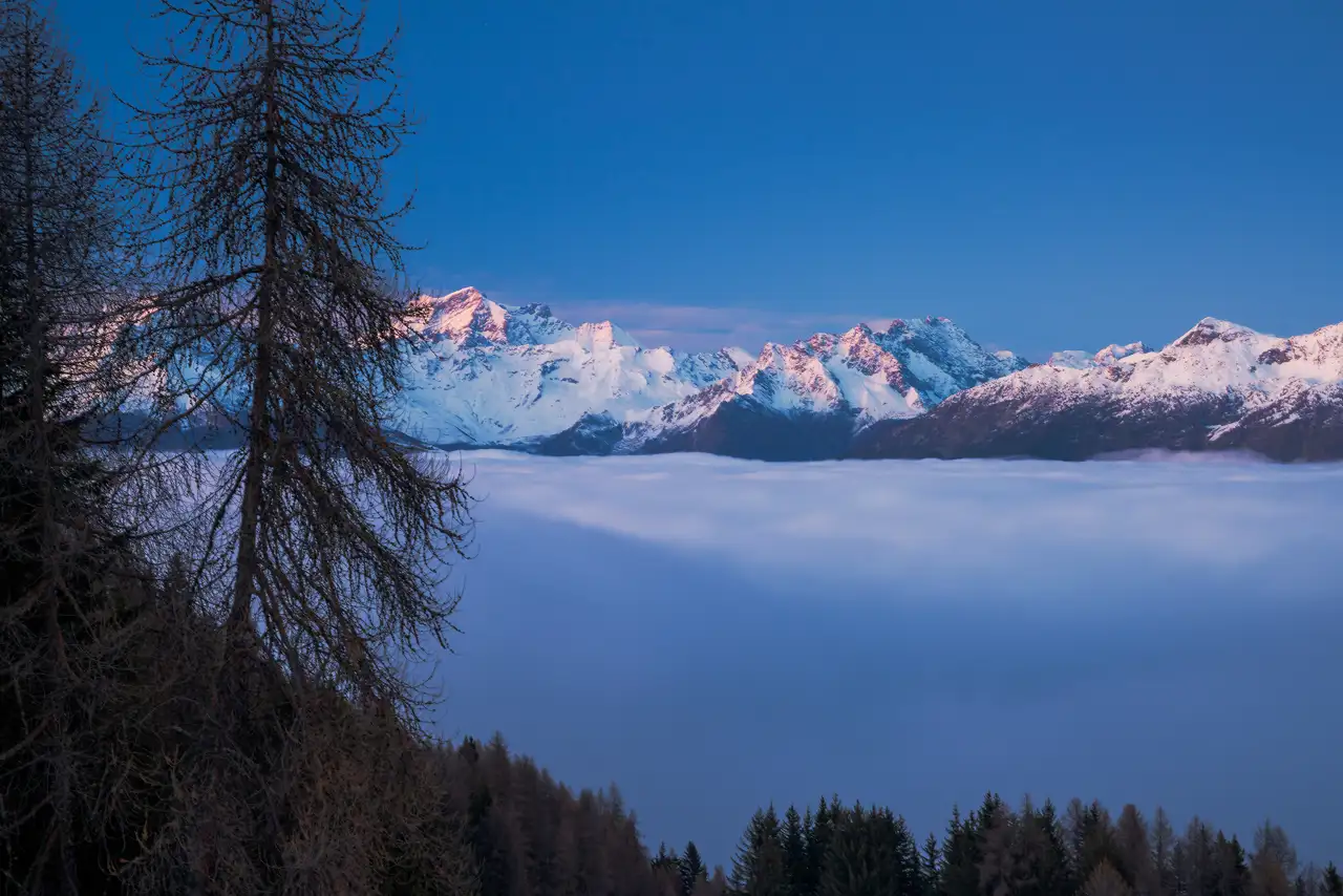 Snow-capped mountain range under a clear blue sky, with peaks tinged pink by sunlight. A layer of clouds lies below the mountains. In the foreground, tall, bare trees stand against the cloud cover, with additional trees visible at the bottom.