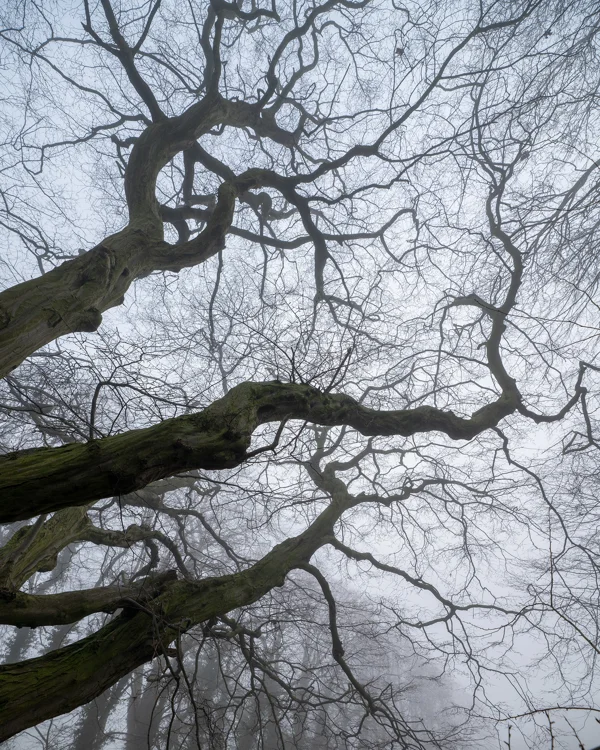 Twisting moss-covered branches of a bare tree reaching into thick fog in winter woodland.