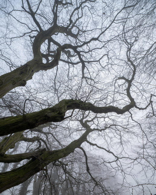  a close up of a tree