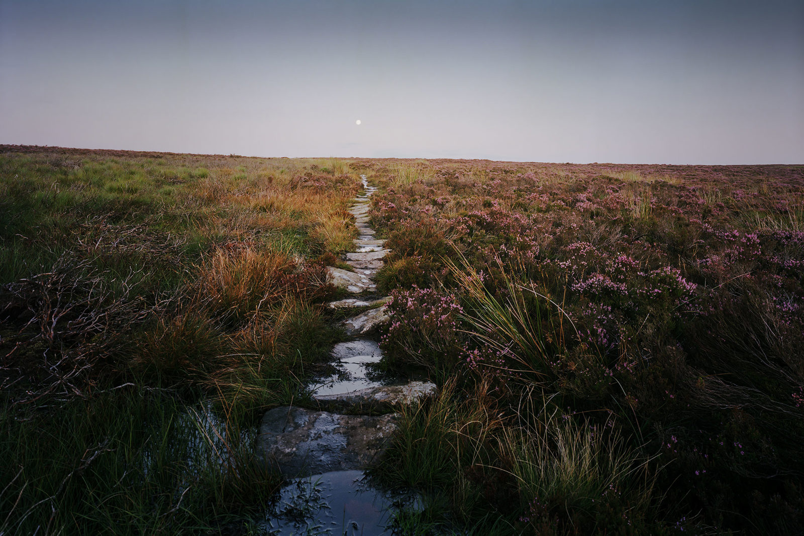 Stone path through a heather-covered moorland under a clear sky at dusk. The landscape is dotted with purple flowers and patches of grass, with the moon visible near the horizon.