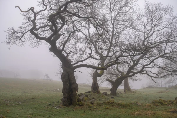 Gnarled bare trees on a misty upland pasture, their twisted branches fading into thick winter fog.