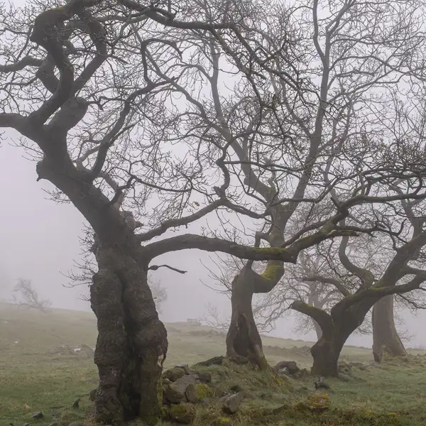 April mists