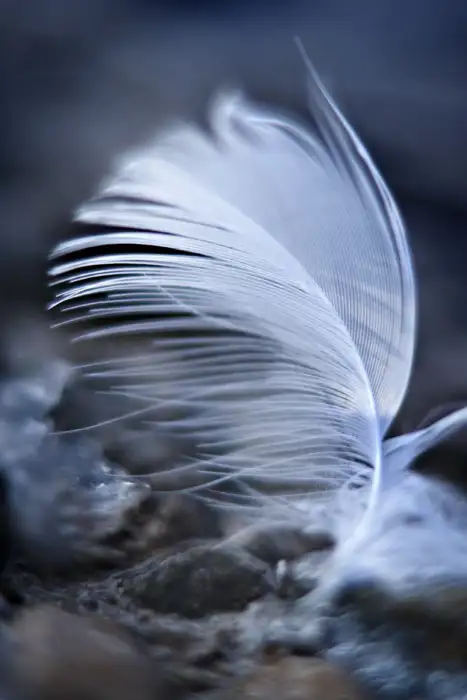 Frozen Feather