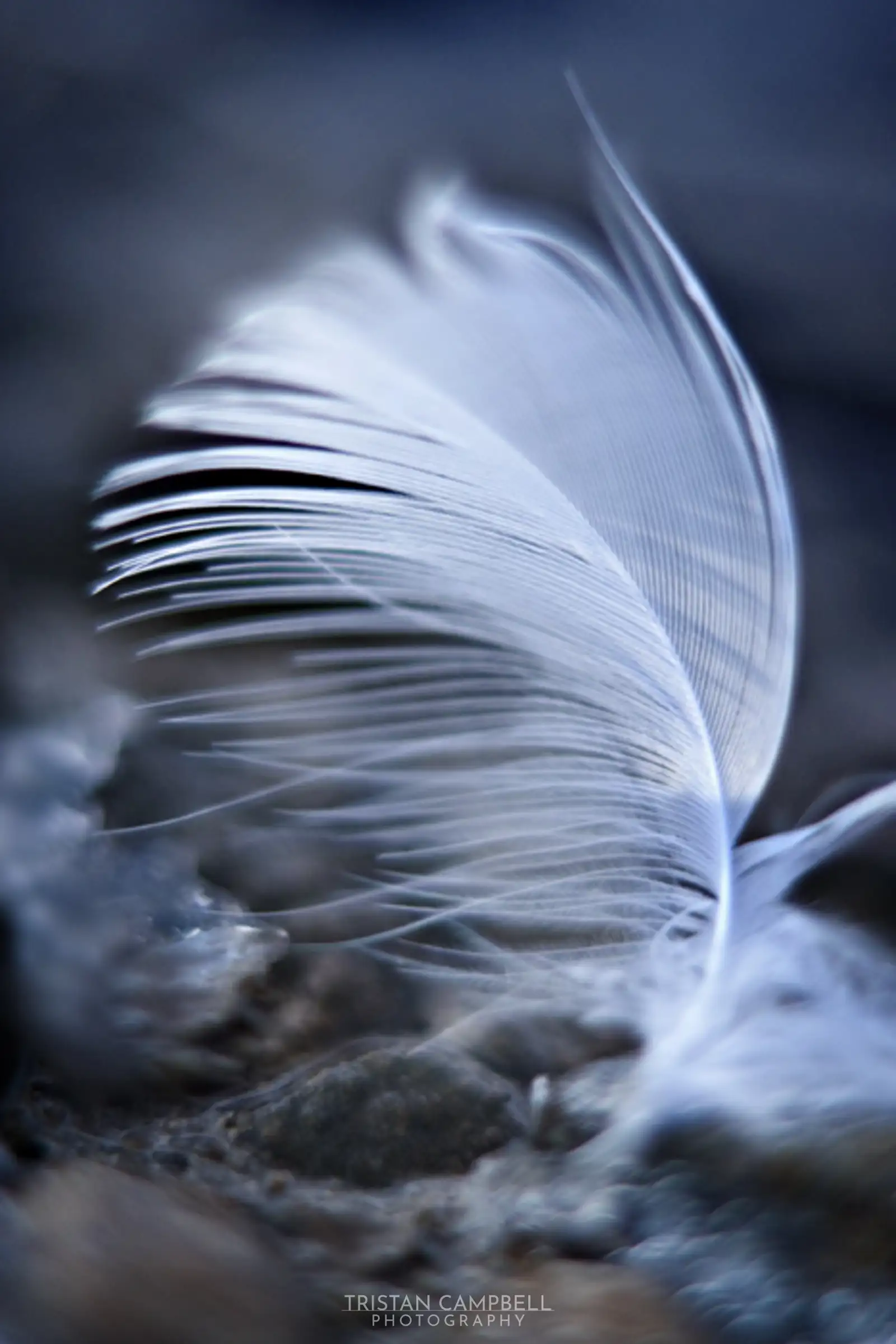 Frozen Feather