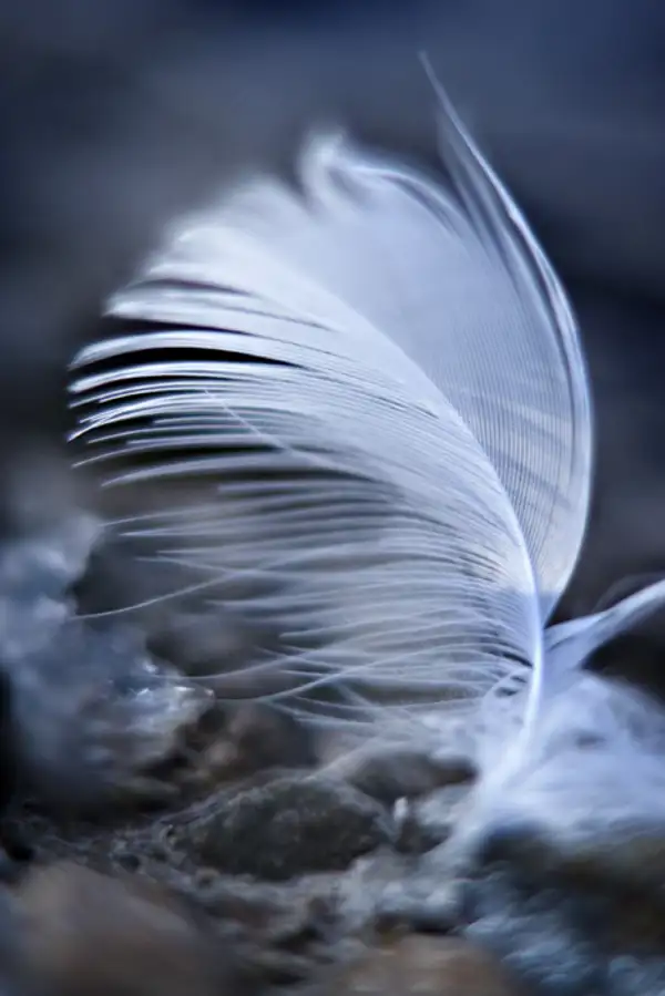 Frozen Feather