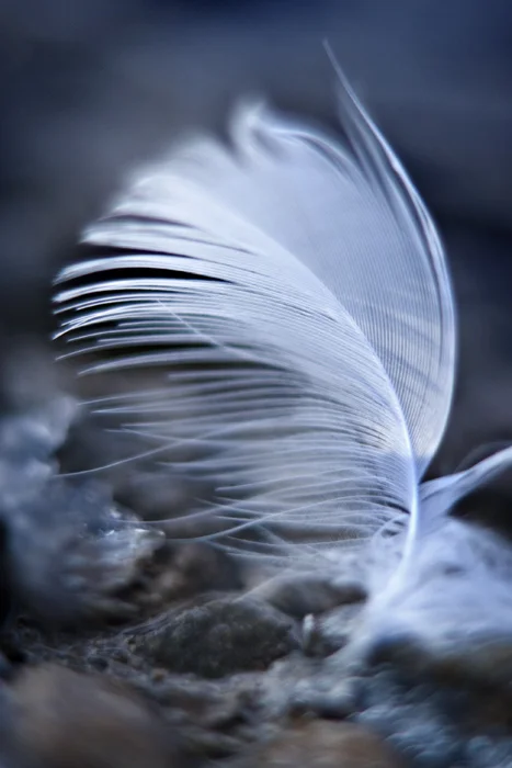 Frozen Feather